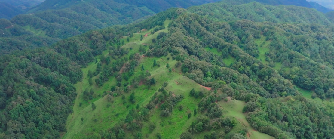 复制图片 复制图片