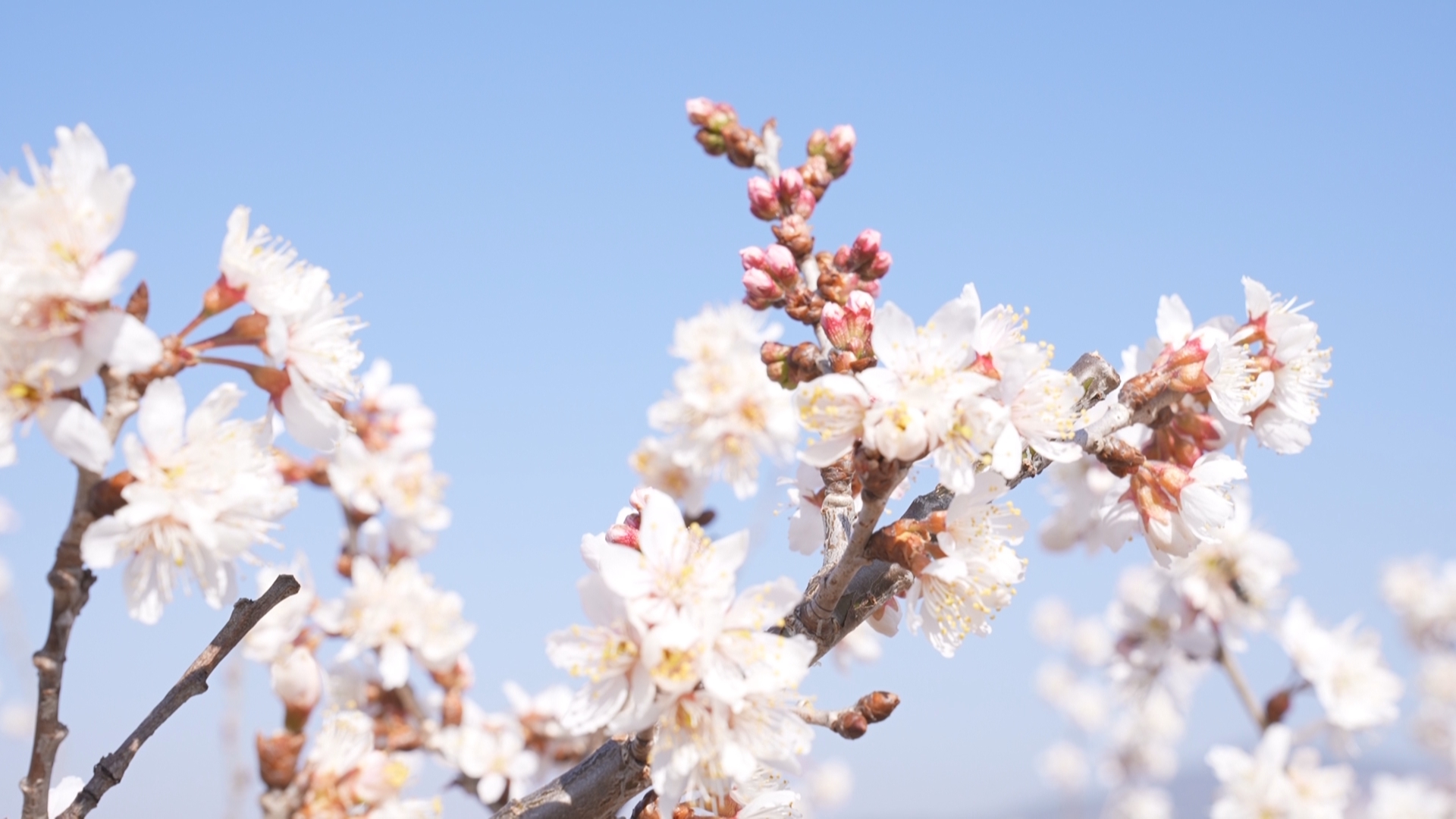 复制图片 复制图片
