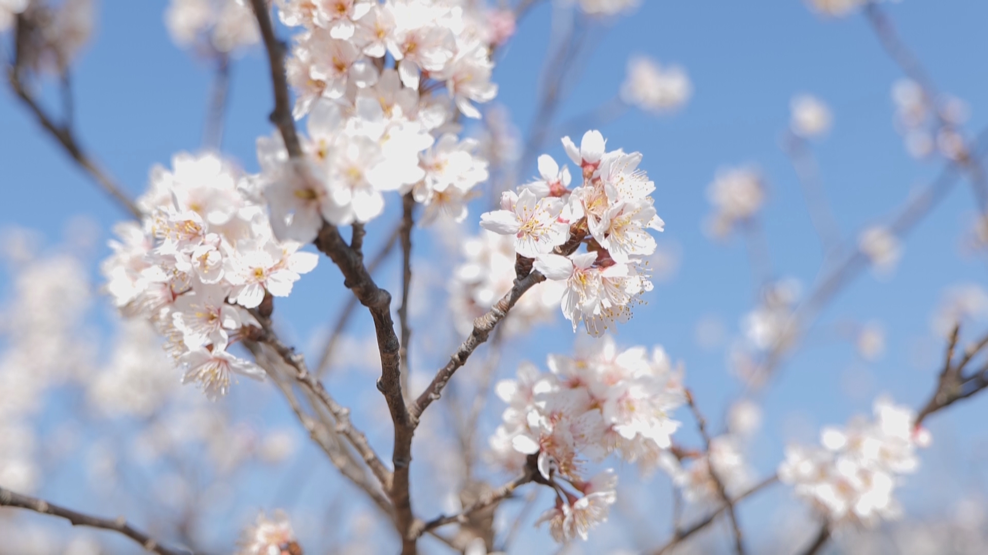 复制图片 复制图片