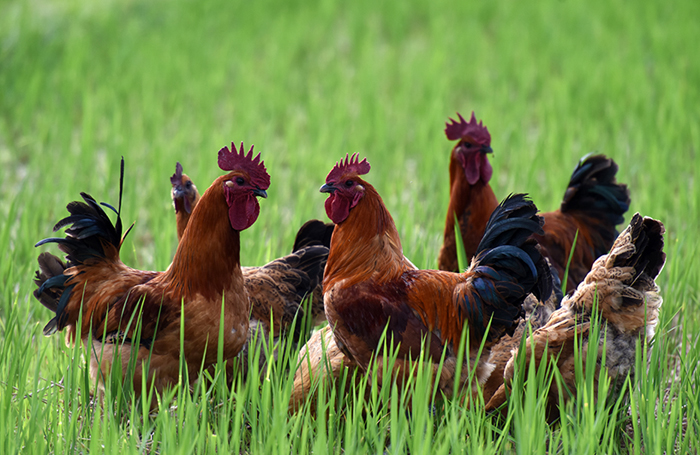 复制图片 复制图片