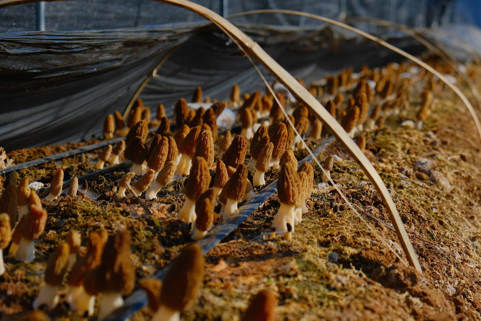 4740e0516945e351c6f3e3ab8eb16a4.jpg 4740e0516945e351c6f3e3ab8eb16a4.jpg