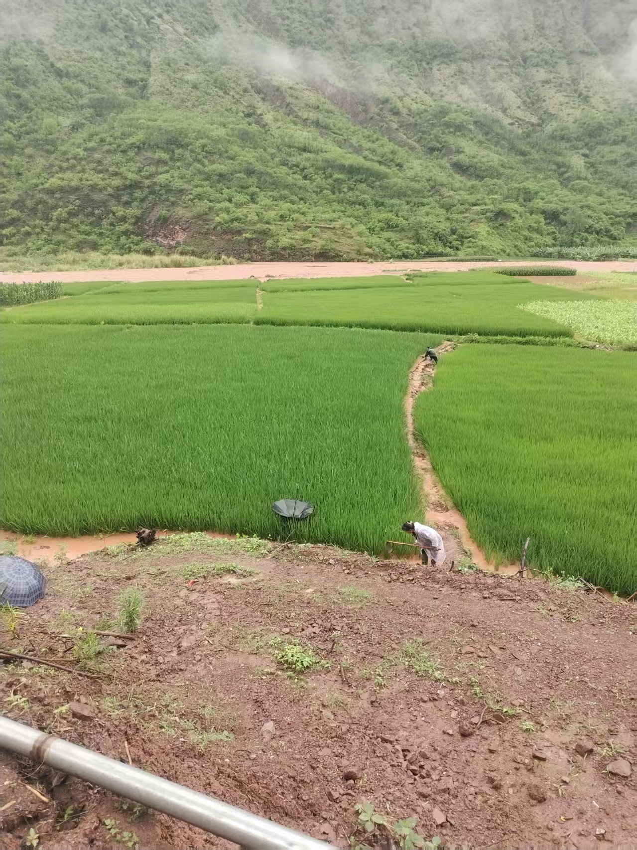 东坡3.jpg 东坡3.jpg