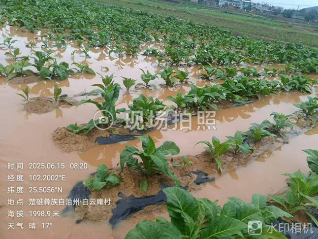 猫街2.png 猫街2.png