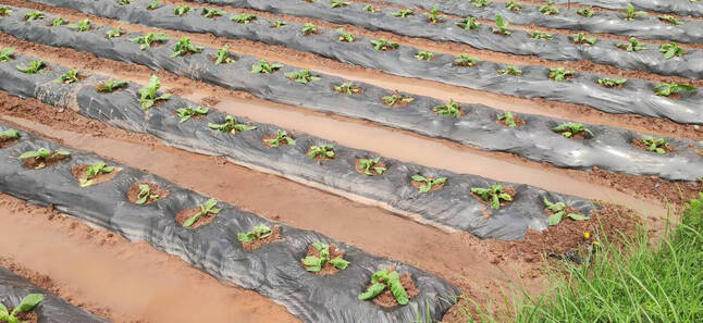 猫街1.png 猫街1.png