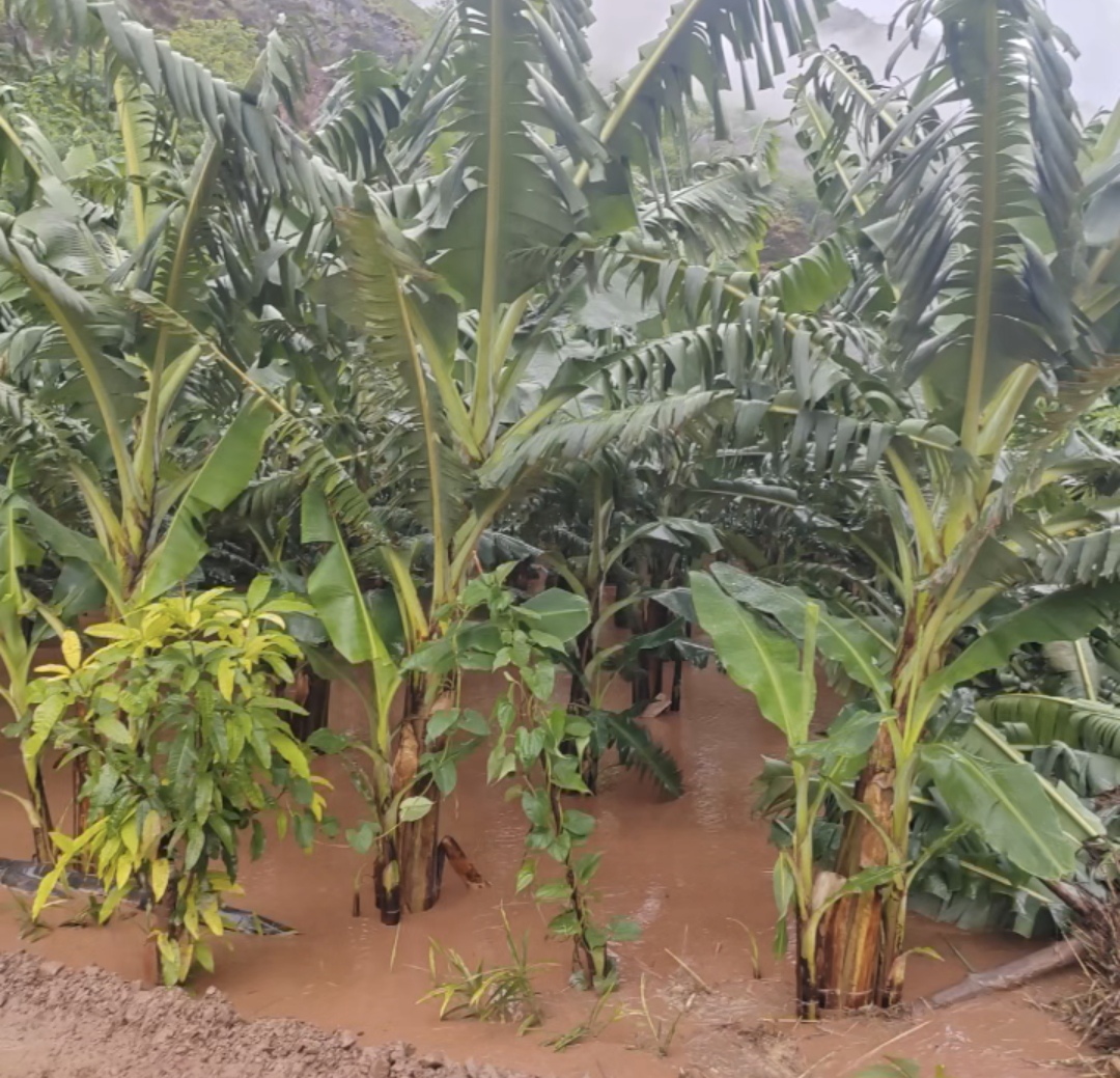 东坡2.jpg 东坡2.jpg