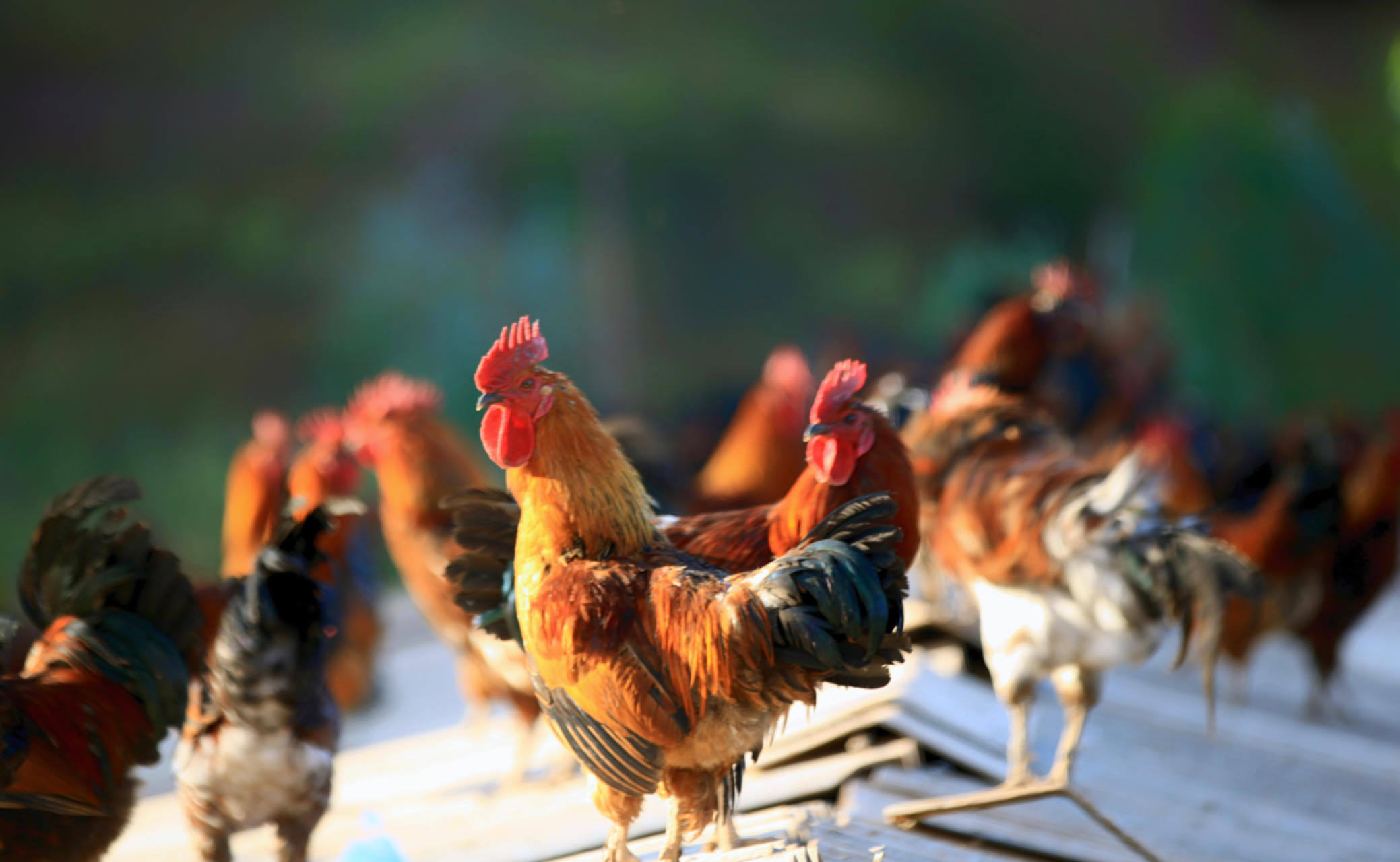 飞上房梁的武定鸡。程保元 摄.jpg 飞上房梁的武定鸡。程保元 摄.jpg