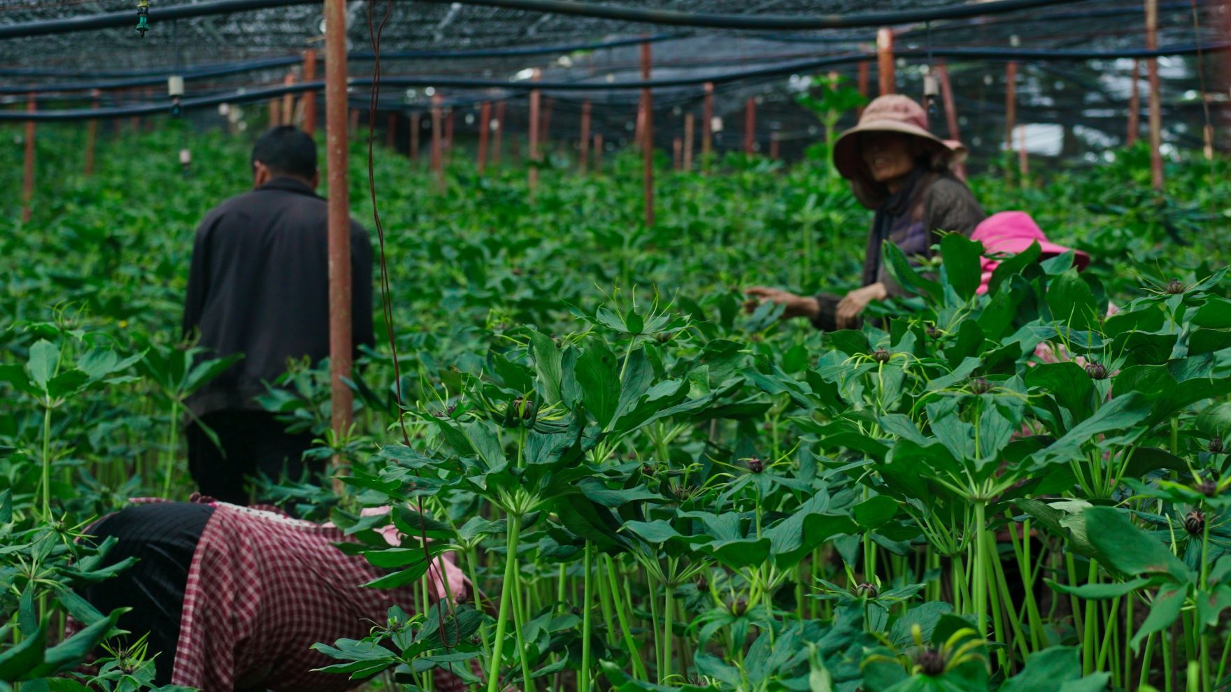 6.林下重楼种植。余林强摄.jpg 6.林下重楼种植。余林强摄.jpg