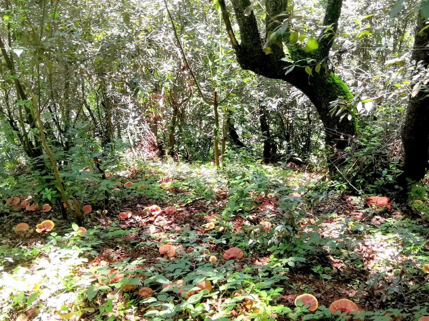 复制图片 复制图片