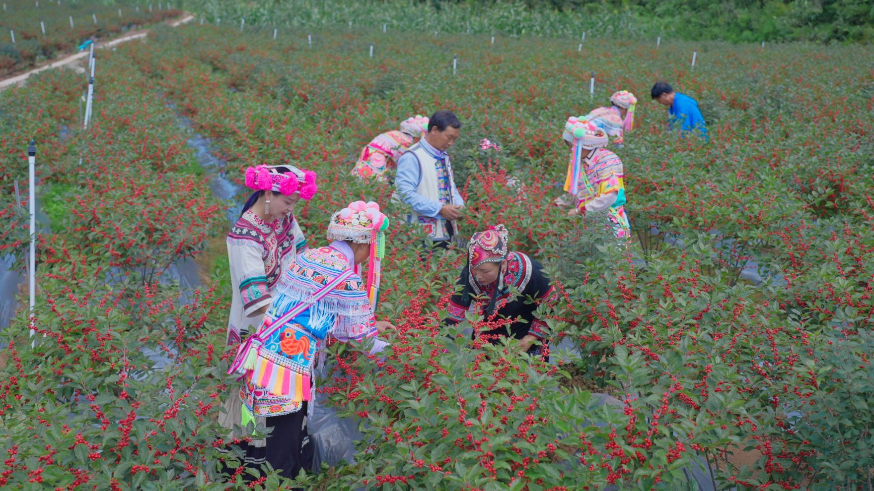 复制图片 复制图片